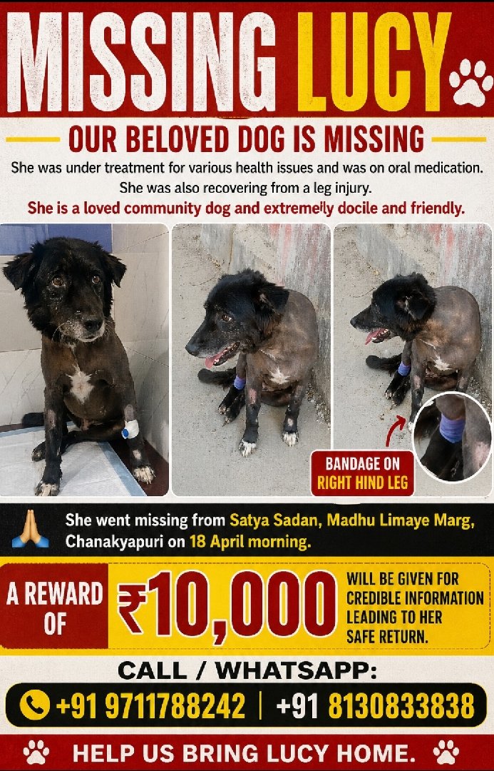 Missing Lucy