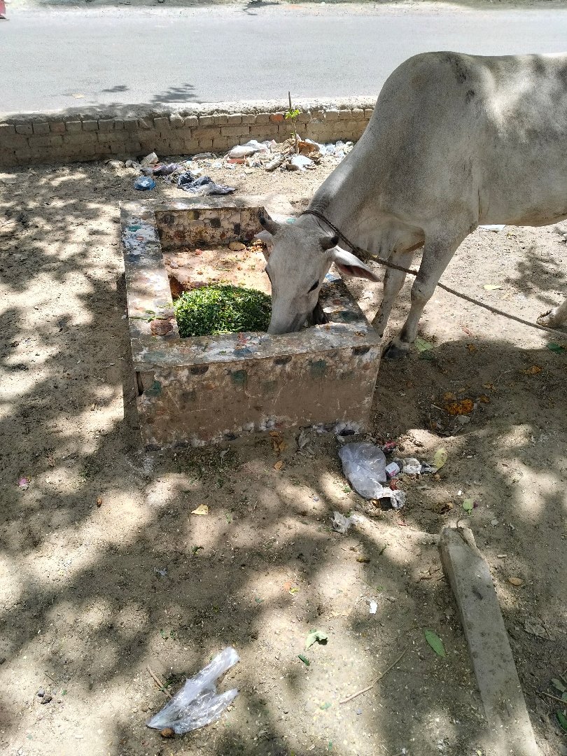 today's feed siddarth vihar ghaziabad infront gaur siddartham