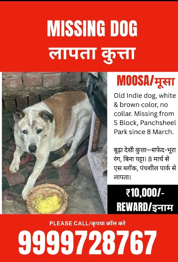 Help needed, Dog missing