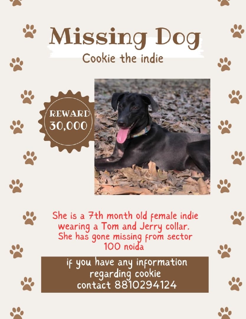 Missing Dog