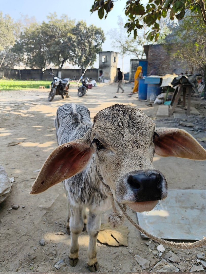Hindon Gaushala under construction