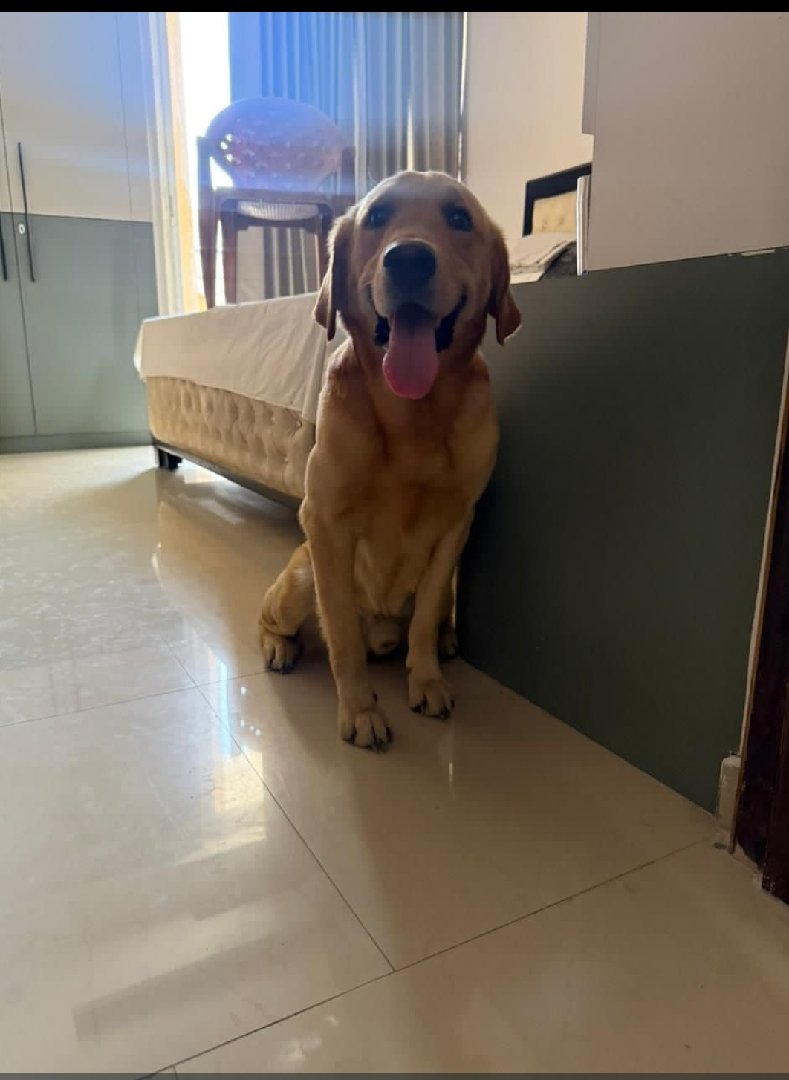 Dog for Adoption 
call - +91 96542 25282