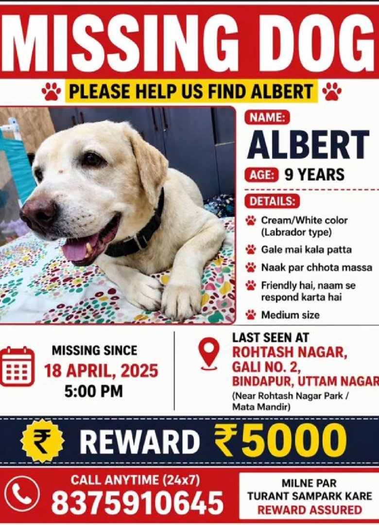 Missing Dog Albert