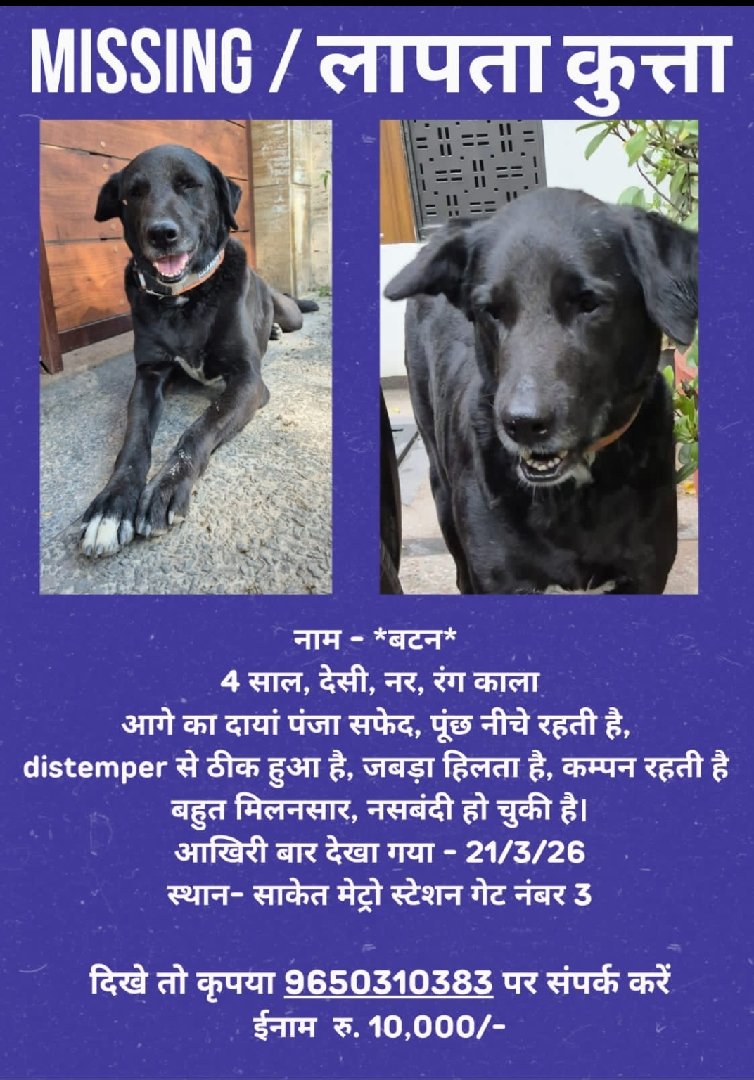 Missing Dog