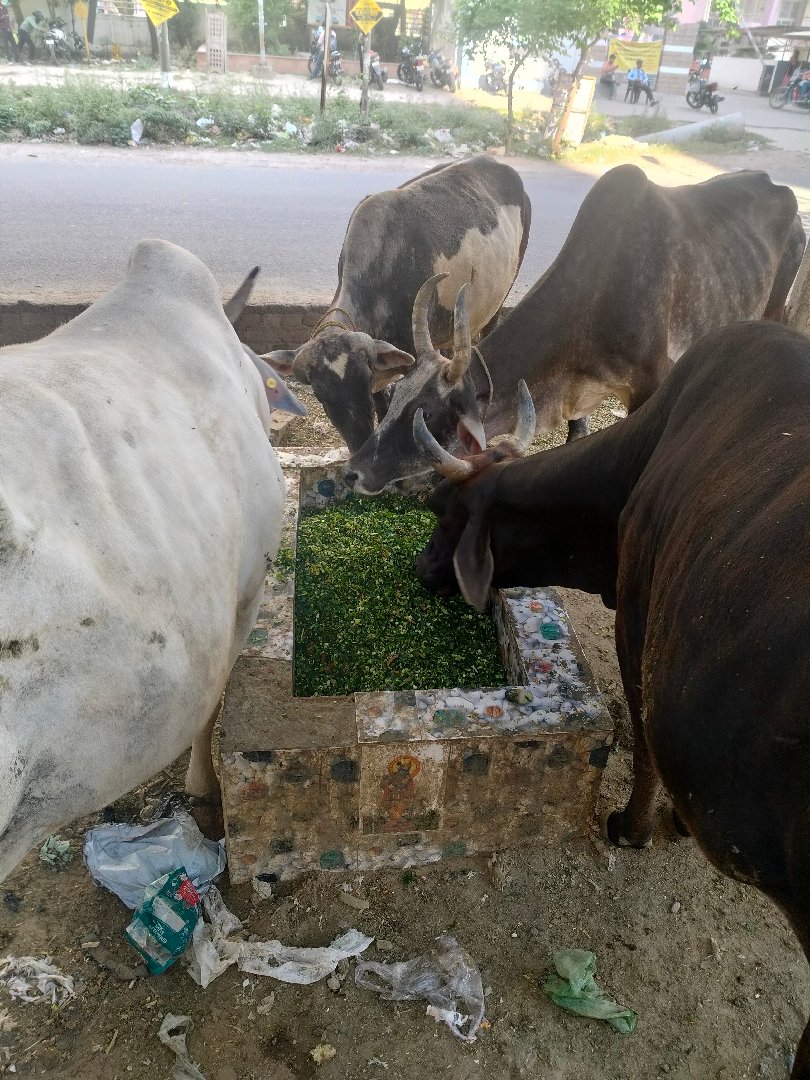 today's feed ghaziabad