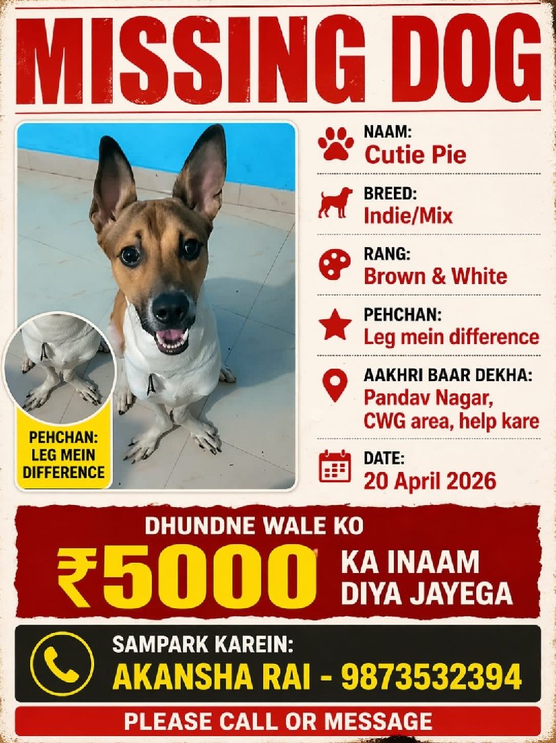 Missing Dog
