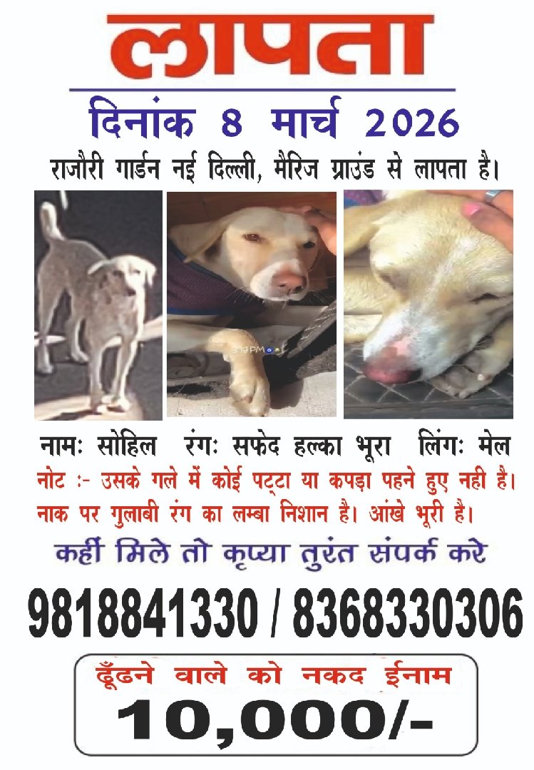Dog lost, please inform