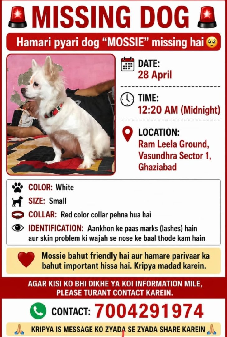 Missing Dog
