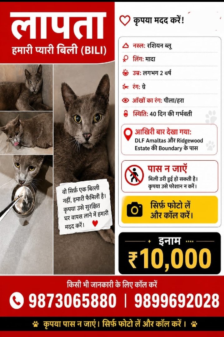 Missing Cat, share with people living in Gurgaon