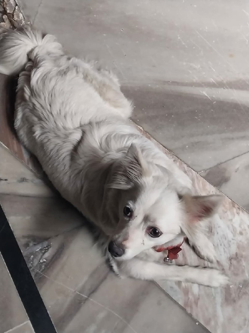 for adoption
