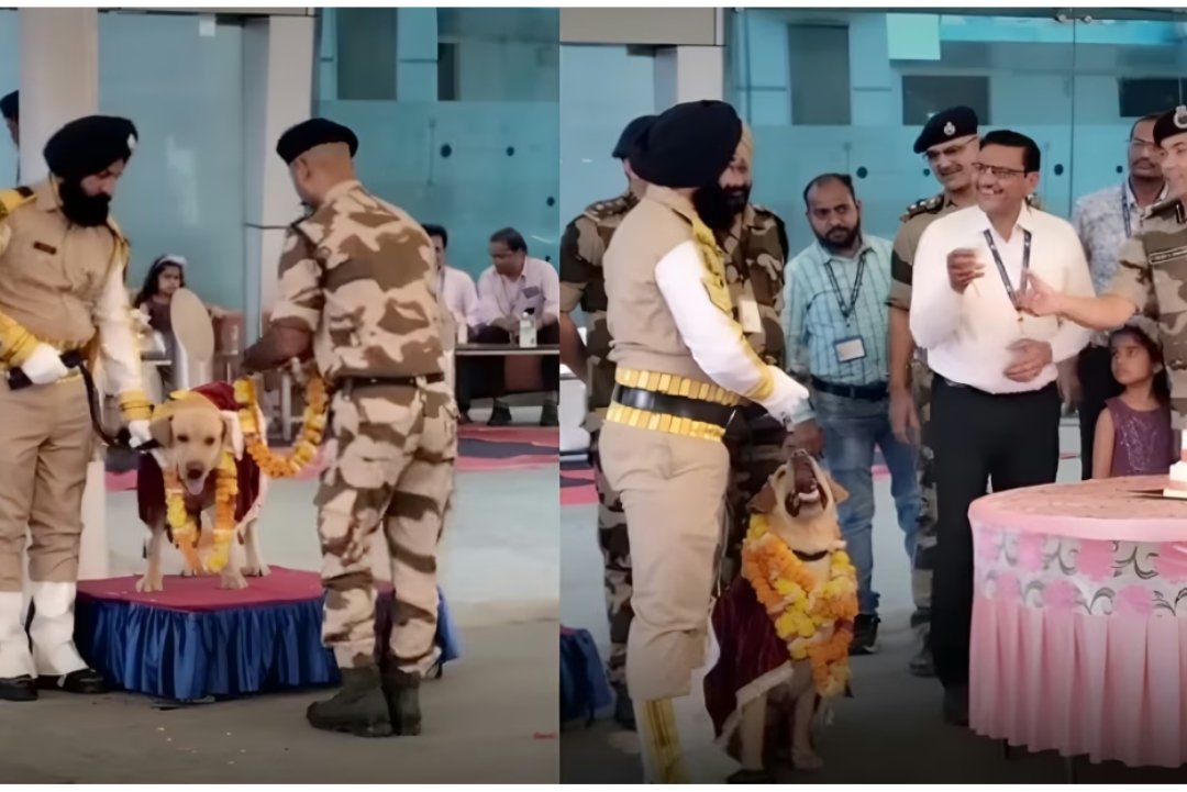 Salute to Max’: A hero sniffer dog retires, with a salute to CISF officers